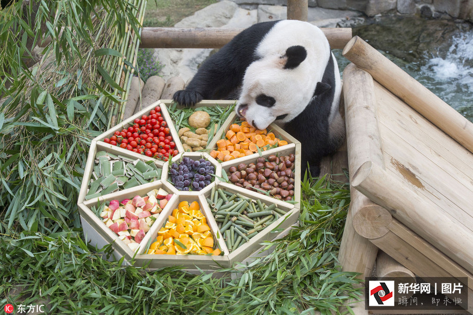 吃得開心！韓國動物園大熊貓?zhí)崆跋硎芄?jié)日大餐（組圖）