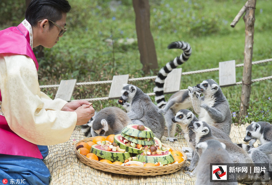 吃得開心！韓國動物園大熊貓?zhí)崆跋硎芄?jié)日大餐（組圖）