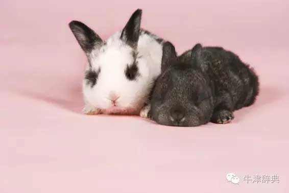 各種動物的孩子們用英文怎么稱呼呢？