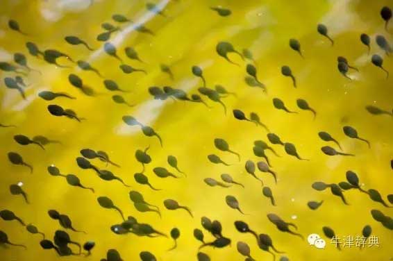 各種動物的孩子們用英文怎么稱呼呢？