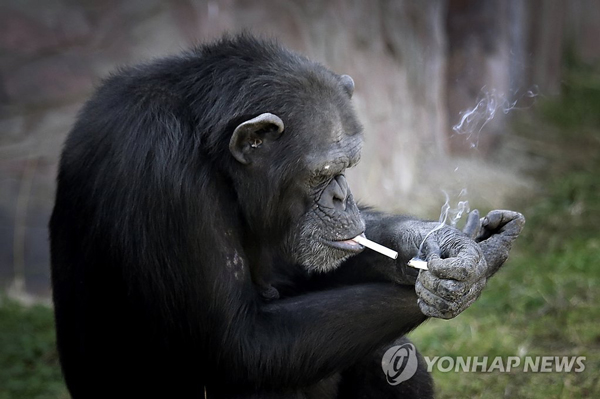 朝鮮大猩猩抽煙上癮 動(dòng)作熟練每日1包（組圖）