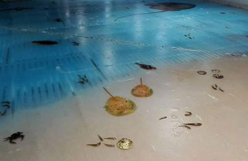 日本滑冰場(chǎng)冰面下凍5000條魚 創(chuàng)意過(guò)頭惹眾怒