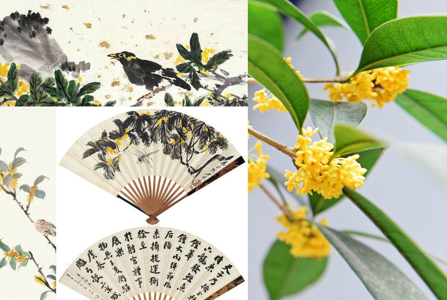 最能代表中國的10種花：你對(duì)它們了解多少（組圖）