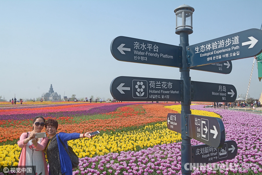 大好春光豈可負(fù)？世界各地盡享花海美景（組圖）