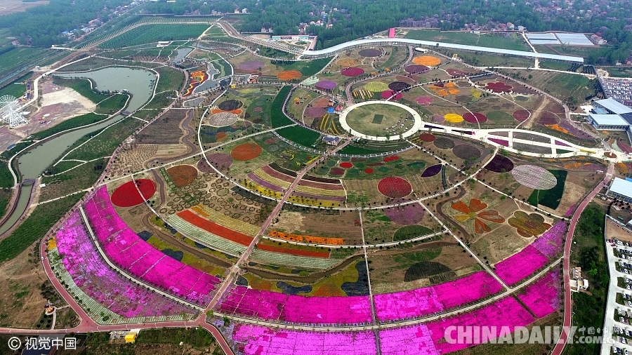 大好春光豈可負(fù)？世界各地盡享花海美景（組圖）