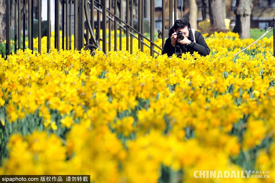 大好春光豈可負(fù)？世界各地盡享花海美景（組圖）