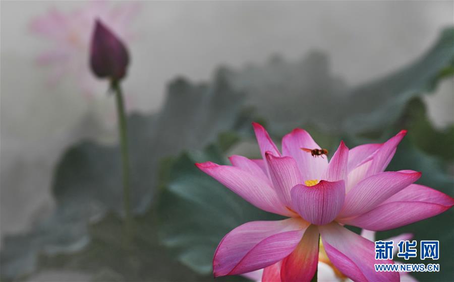 雨后晨霧中的夢(mèng)幻荷塘（組圖）