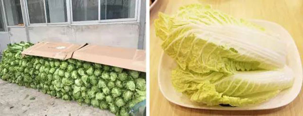 “南北差異”大討論：南方買菜買一頓，北方買菜買一噸？