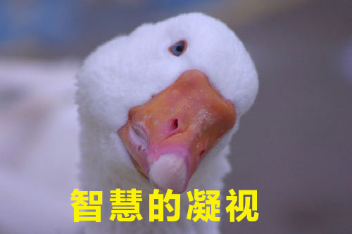 如何高級又委婉地表達(dá)“你很蠢”？