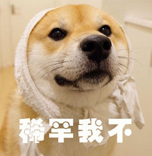 調(diào)查顯示狗奴比貓奴賺得多，你覺得準嗎？