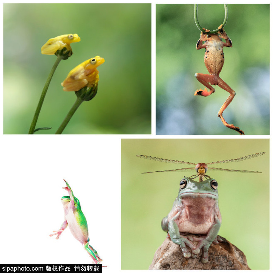 你的“蛙兒子”回來了嗎？盤點(diǎn)動物界佛系蛙日常萌照（組圖）