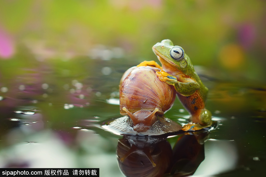 你的“蛙兒子”回來了嗎？盤點(diǎn)動物界佛系蛙日常萌照（組圖）