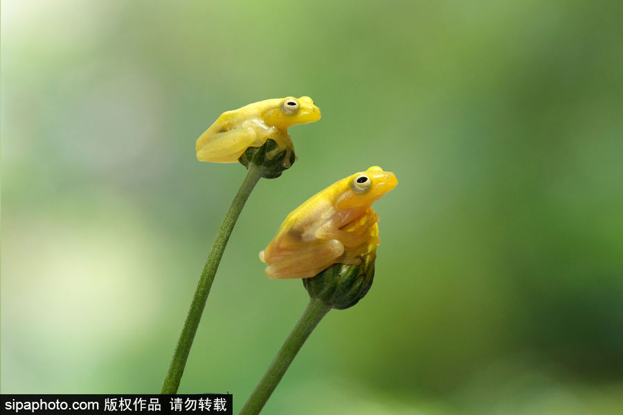 你的“蛙兒子”回來了嗎？盤點(diǎn)動(dòng)物界佛系蛙日常萌照（組圖）