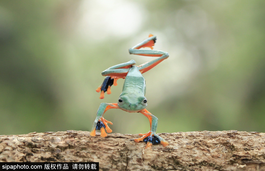 你的“蛙兒子”回來(lái)了嗎？盤(pán)點(diǎn)動(dòng)物界佛系蛙日常萌照（組圖）