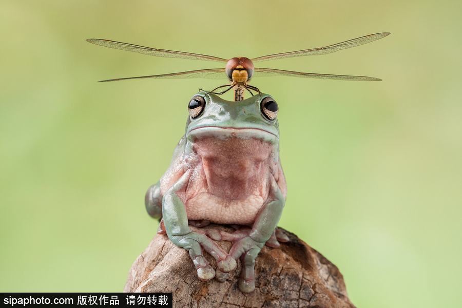 你的“蛙兒子”回來了嗎？盤點動物界佛系蛙日常萌照（組圖）