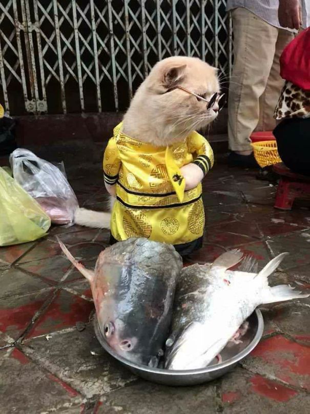 來會(huì)會(huì)越南最萌的魚販子（組圖）