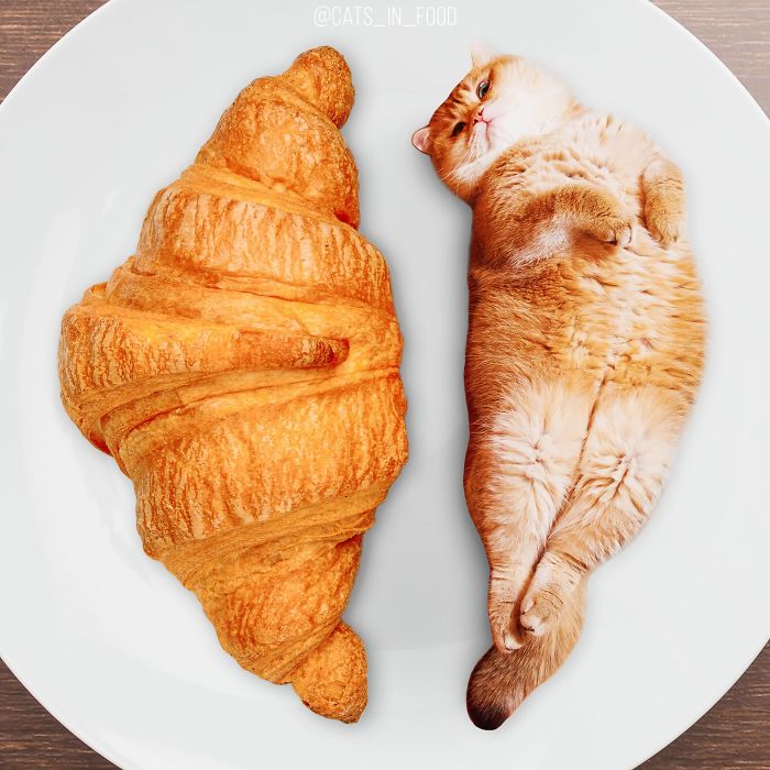 妙趣擋不住！把你最?lèi)?ài)的貓P進(jìn)你最?lèi)?ài)的美食（組圖）