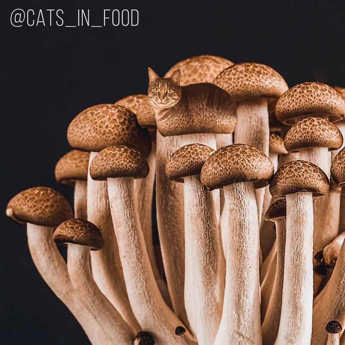 妙趣擋不??！把你最愛的貓P進(jìn)你最愛的美食（組圖）