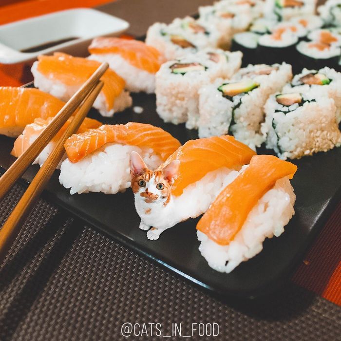 妙趣擋不??！把你最愛的貓P進(jìn)你最愛的美食（組圖）