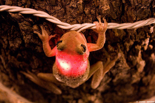 Frog lit after gulping bulb <BR>樹(shù)蛙吞燈泡變圣誕彩燈