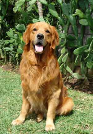 拉布拉多犬連續(xù)第19年當(dāng)選美國(guó)最受歡迎犬種