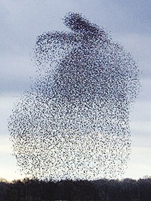 Starling flocks form rabbit <BR>群鳥(niǎo)舞出兔子造型(圖)