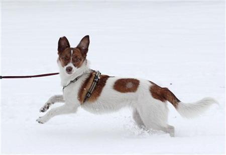 為什么狗狗光腳踏雪不覺冷？