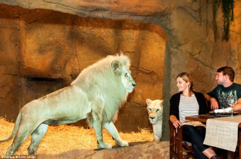 旅館？動物園？這是澳大利亞加馬拉野生動物旅館！