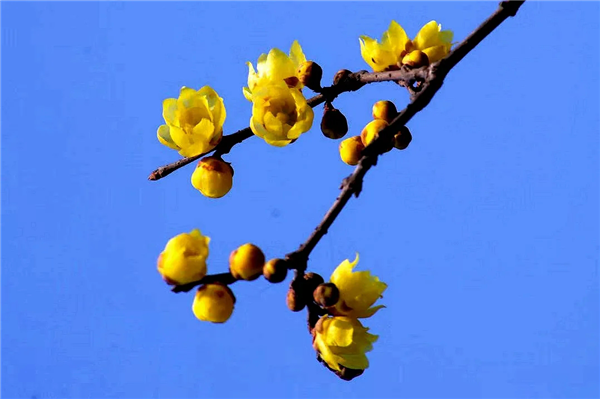 Appreciate wintersweet flowers in Jiading
