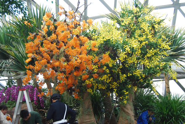 First Shanghai International Orchid Exhibition to raise curtain