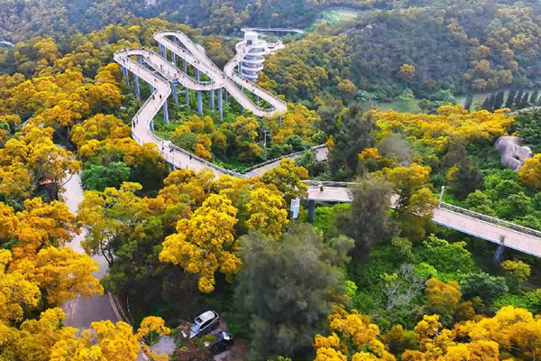 Golden yellow creates unique and beautiful scenery in Xiamen in May