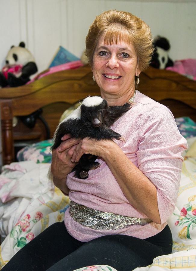 情有獨鐘！美婦女飼養(yǎng)50只臭鼬當寵物(組圖)